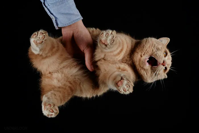 This Is How Cats Reacted To My 'Under-Cats' Project