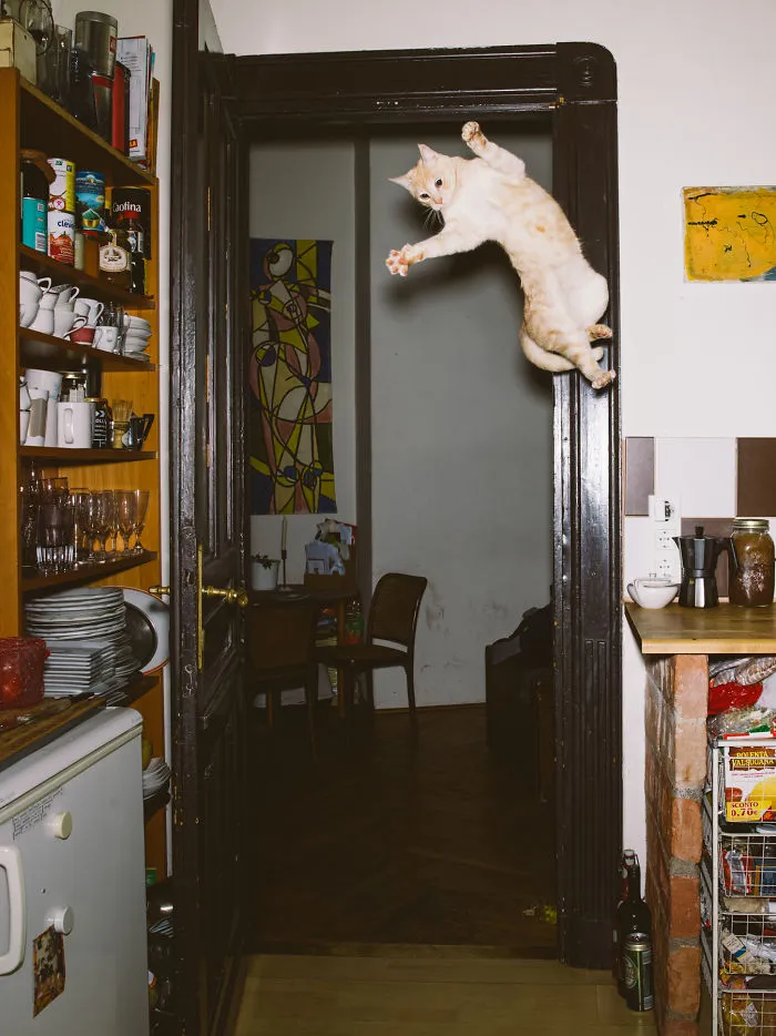 I Capture Curious Cats In Mid-Jump