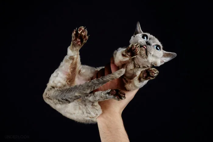 This Is How Cats Reacted To My 'Under-Cats' Project