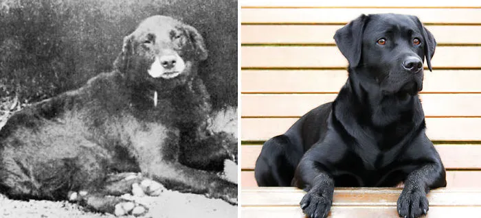 Labrador Retriever
