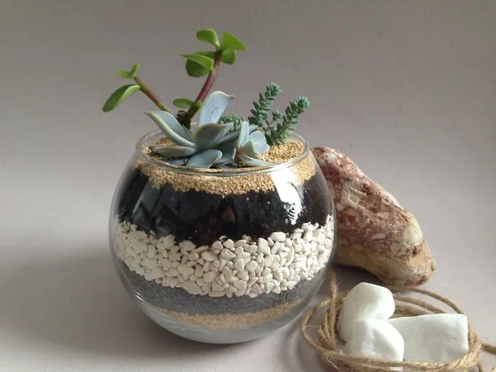 Small Succulent Beauties From Ukraine