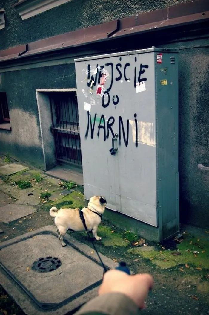 Owner Takes His Pug On Epic Adventures (147 Pics)