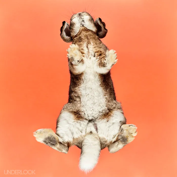 Under-Rabbits: I Photograph Rabbits From Underneath
