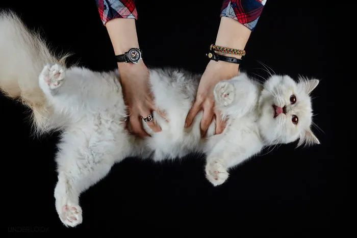 This Is How Cats Reacted To My 'Under-Cats' Project