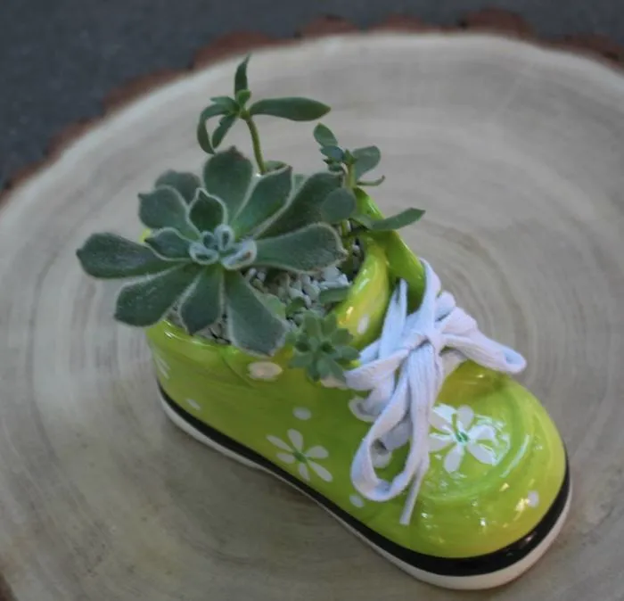 Small Succulent Beauties From Ukraine