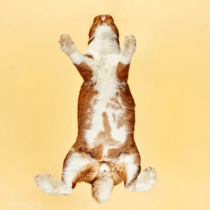 Under-Rabbits: I Photograph Rabbits From Underneath