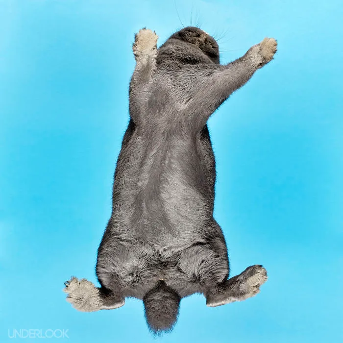 Under-Rabbits: I Photograph Rabbits From Underneath