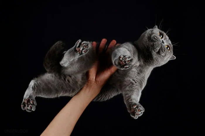 This Is How Cats Reacted To My 'Under-Cats' Project