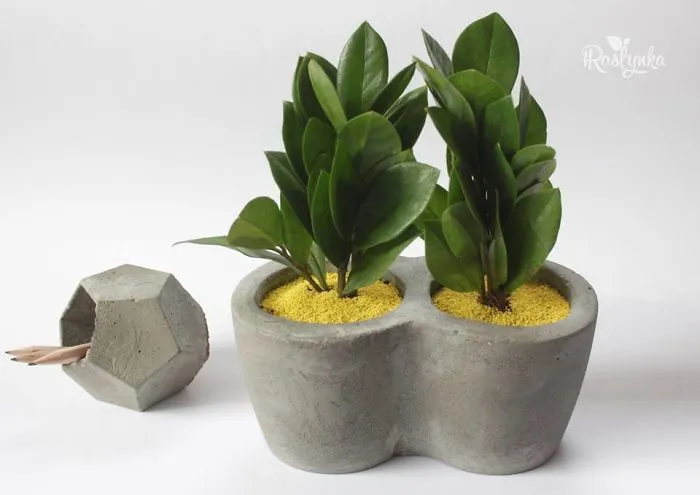 Small Succulent Beauties From Ukraine