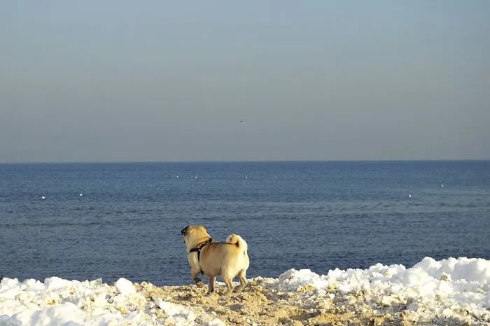 Owner Takes His Pug On Epic Adventures (147 Pics)