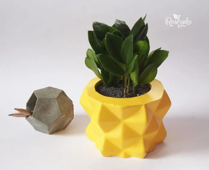 Small Succulent Beauties From Ukraine