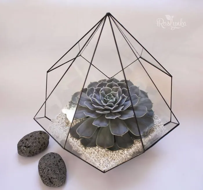 Small Succulent Beauties From Ukraine