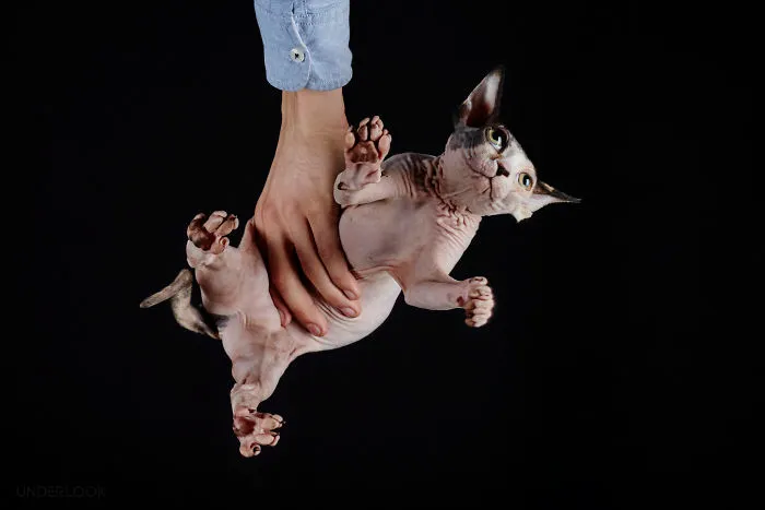 This Is How Cats Reacted To My 'Under-Cats' Project