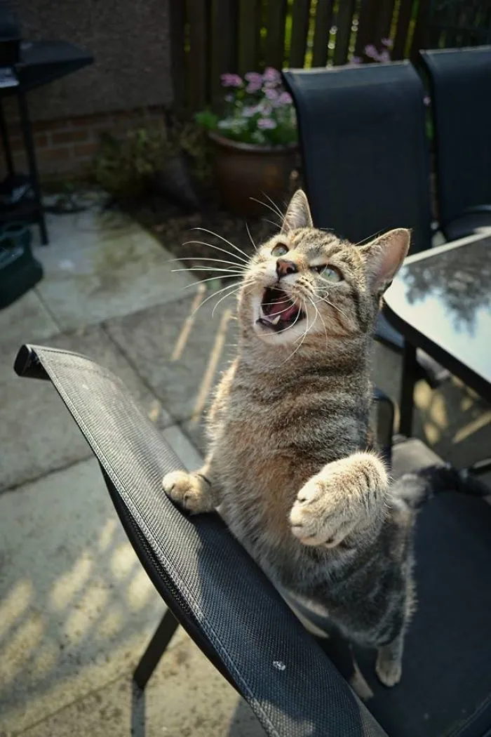 I Photographed My Cat As If He Were A Model.