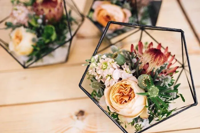 Small Succulent Beauties From Ukraine