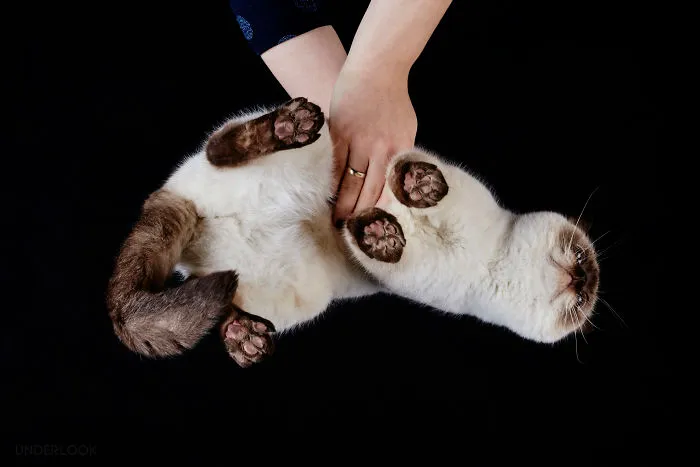 This Is How Cats Reacted To My 'Under-Cats' Project