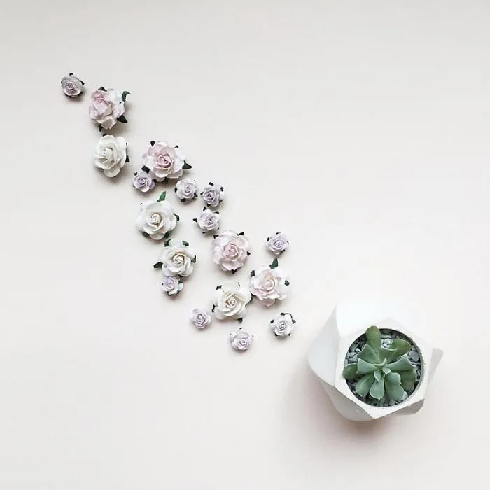 Small Succulent Beauties From Ukraine
