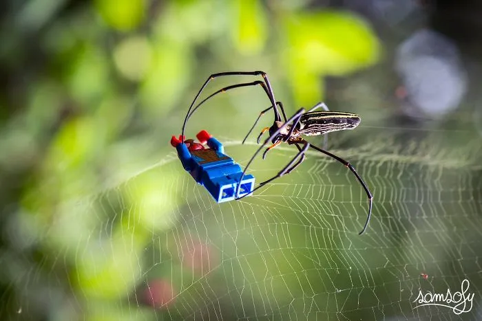 Spider (okinawa)