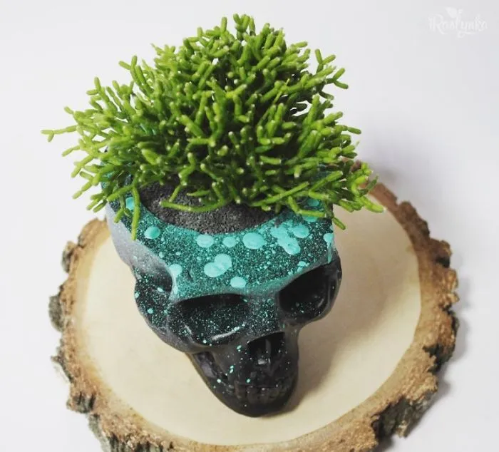 Small Succulent Beauties From Ukraine