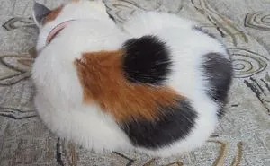 The Heart Cat In The World!