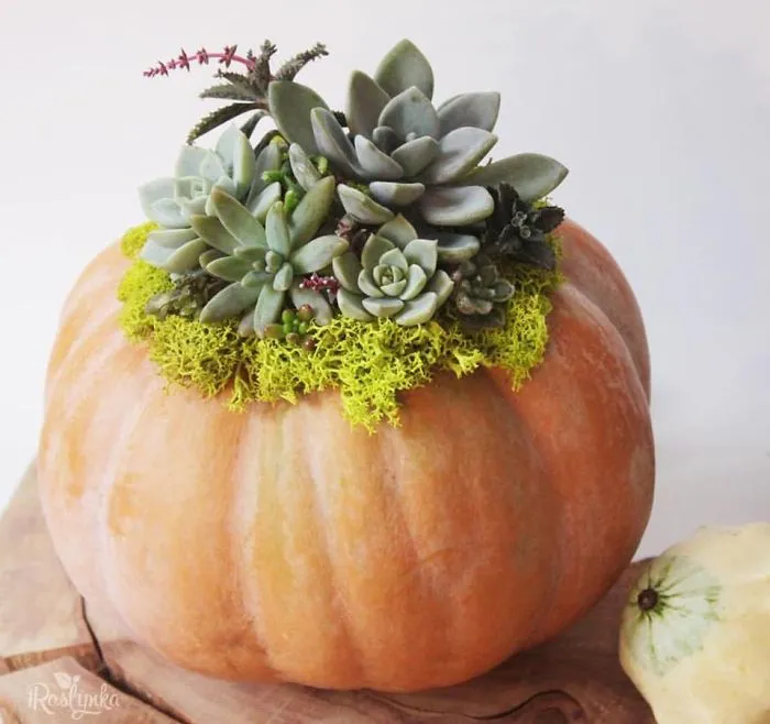Small Succulent Beauties From Ukraine