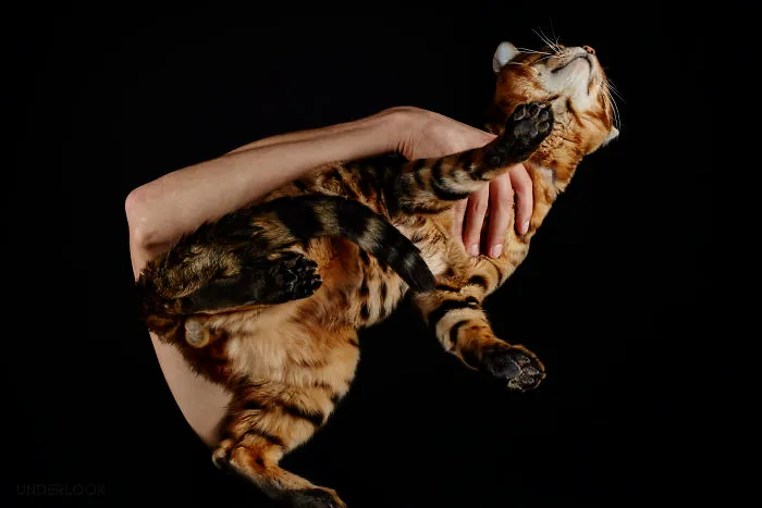 This Is How Cats Reacted To My 'Under-Cats' Project
