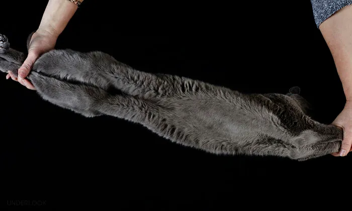 This Is How Cats Reacted To My 'Under-Cats' Project