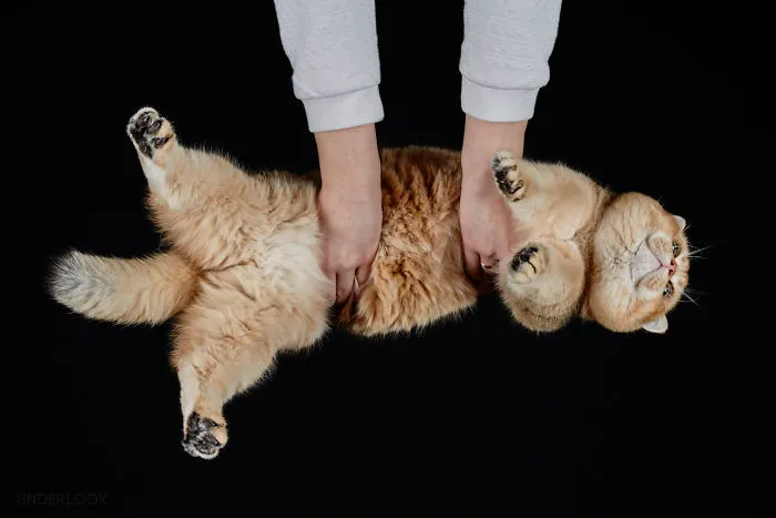 This Is How Cats Reacted To My 'Under-Cats' Project