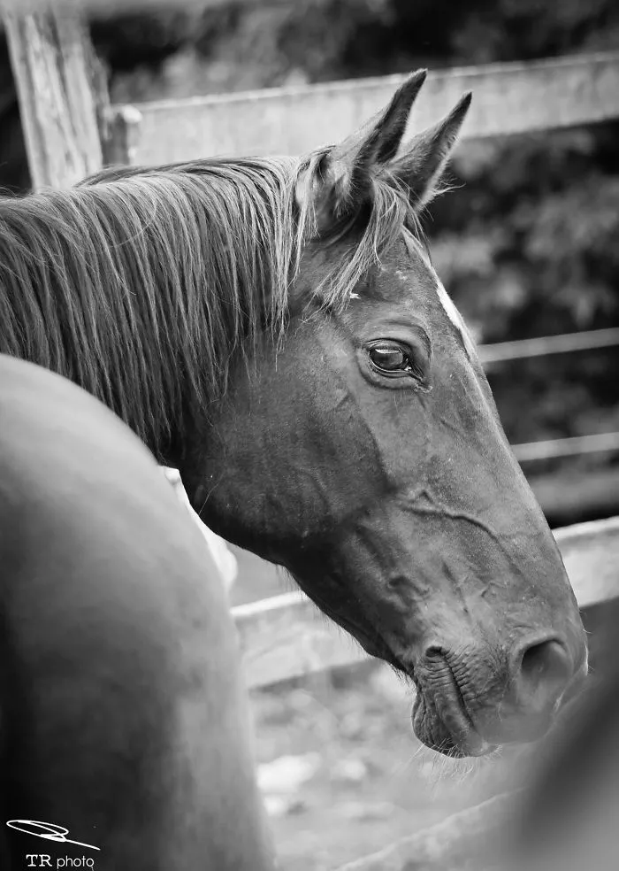 I Live With Horses And I Take Pictures Of Them