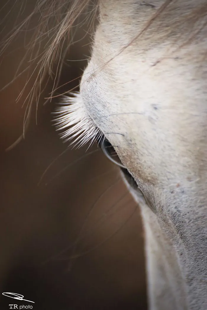 I Live With Horses And I Take Pictures Of Them
