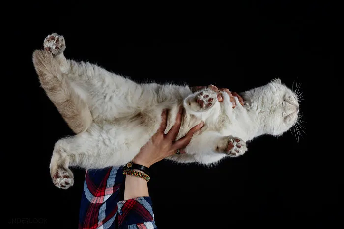 This Is How Cats Reacted To My 'Under-Cats' Project
