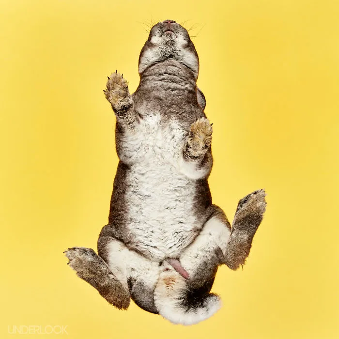 Under-Rabbits: I Photograph Rabbits From Underneath