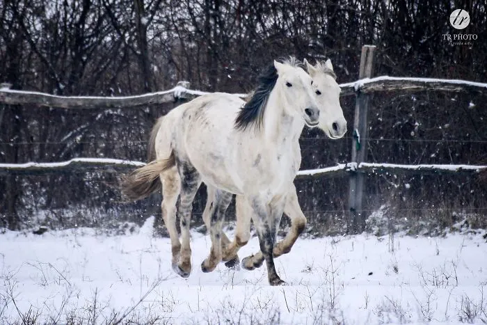 I Live With Horses And I Take Pictures Of Them