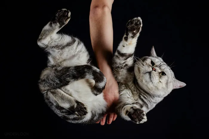 This Is How Cats Reacted To My 'Under-Cats' Project