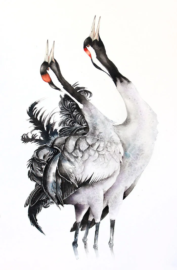 Common Cranes