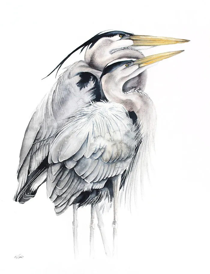 Grey Herons