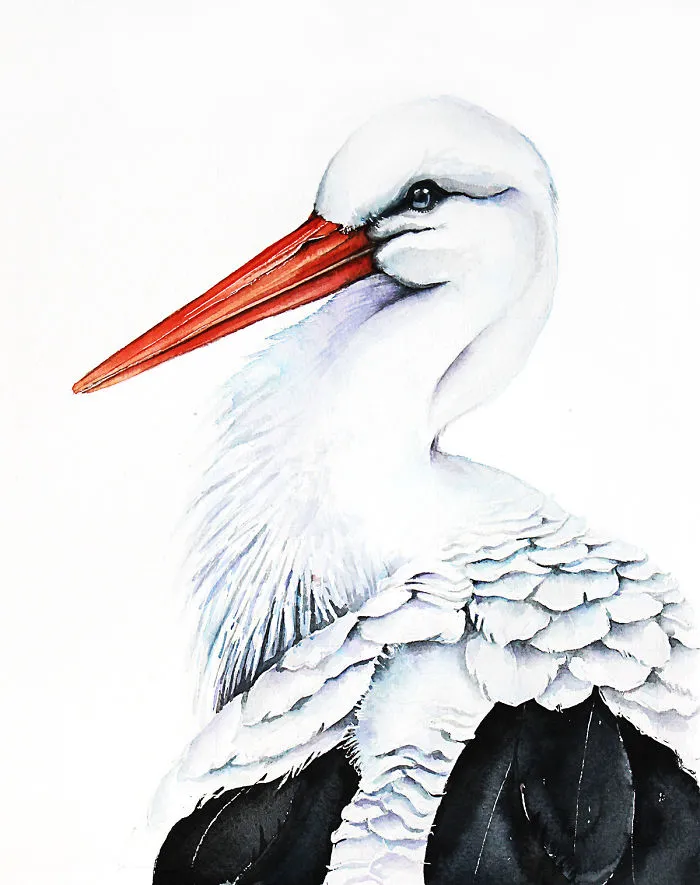 White Stork
