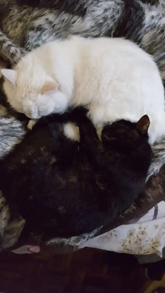Sleepy Yin Yang
