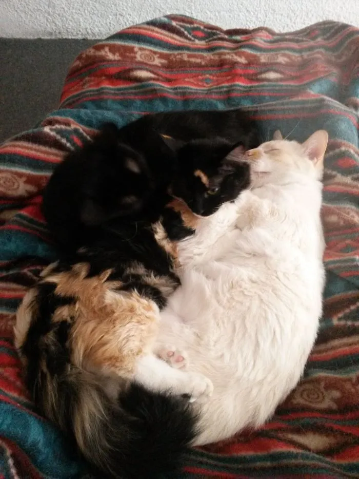 Yin Yang Plus