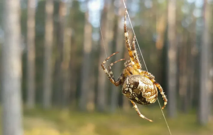 Summer In Estonia - Through My Eyes