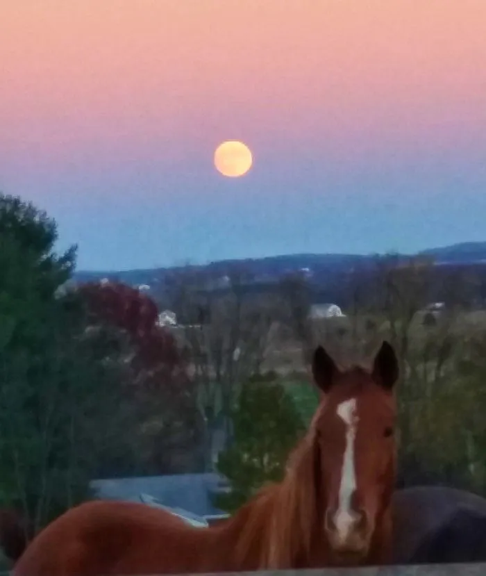 76 Hilarious Reactions To The Disappointing Supermoon
