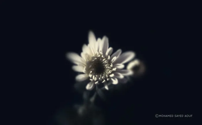 I Photographed A Lot Of Amazing Beautiful Flowers, You Should See It.