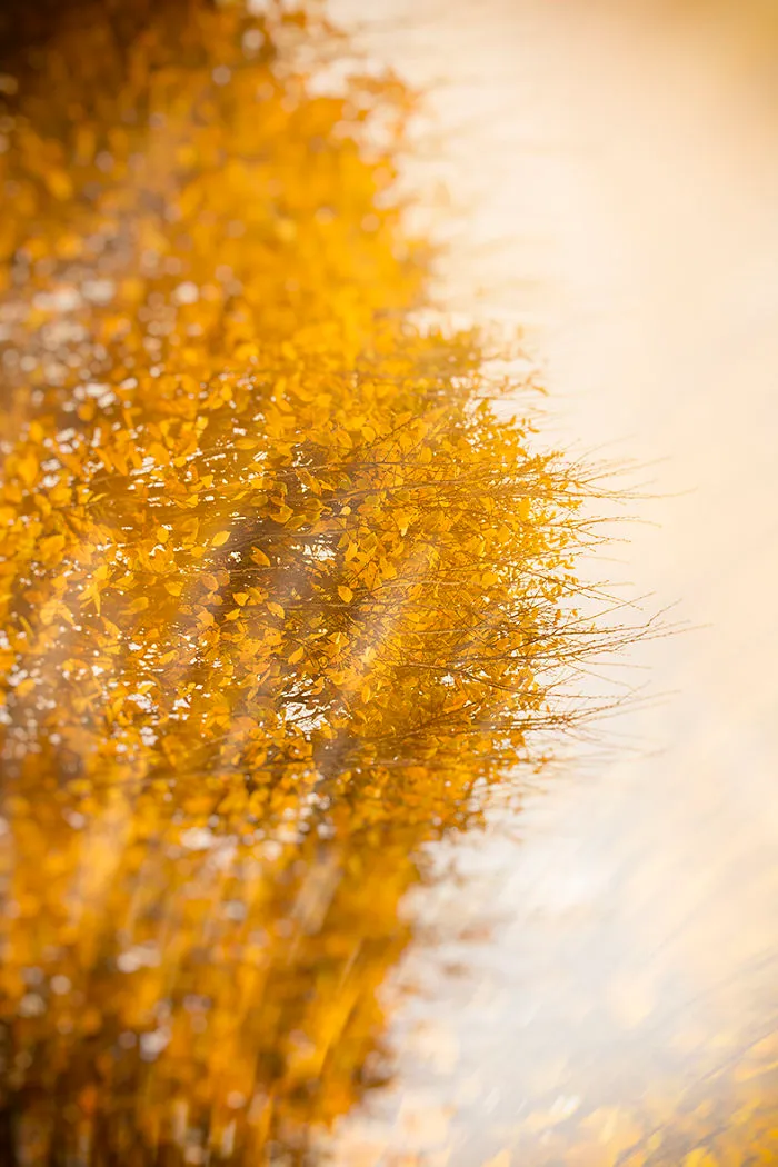 Autumn Light