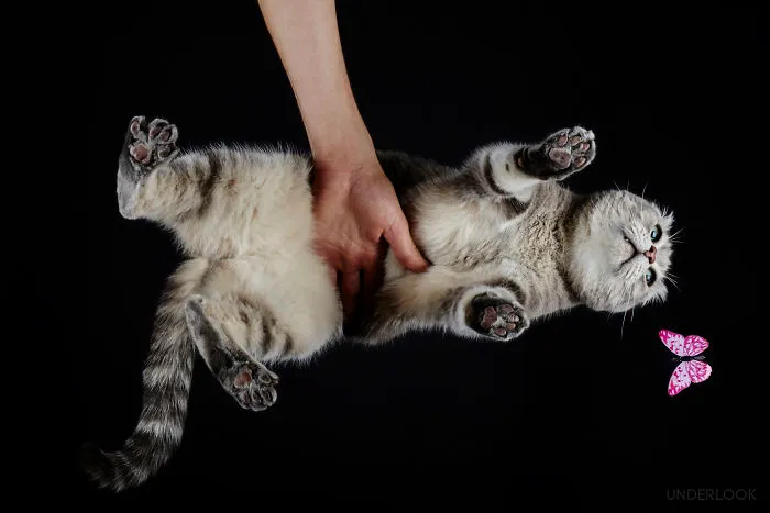 This Is How Cats Reacted To My 'Under-Cats' Project