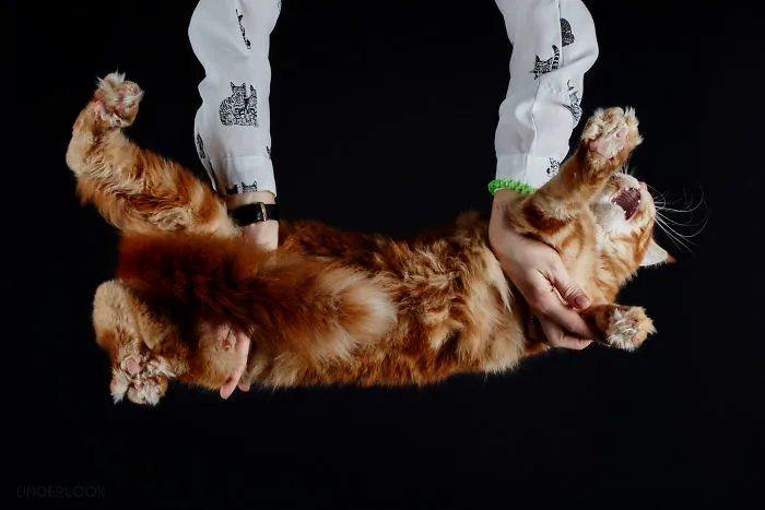 This Is How Cats Reacted To My 'Under-Cats' Project