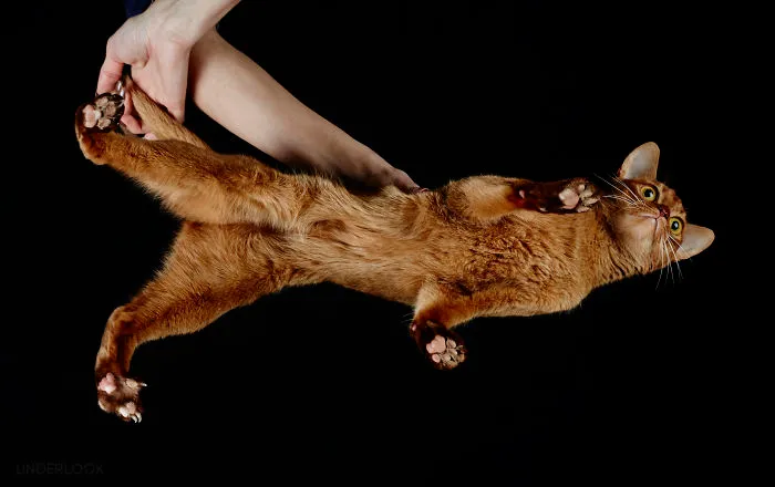 This Is How Cats Reacted To My 'Under-Cats' Project