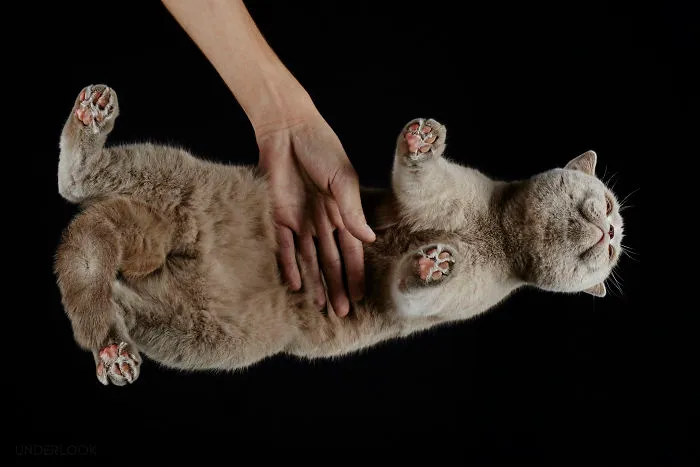 This Is How Cats Reacted To My 'Under-Cats' Project