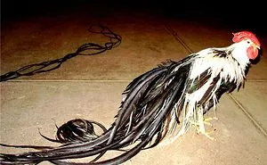 Interesting 10 Chicken Type