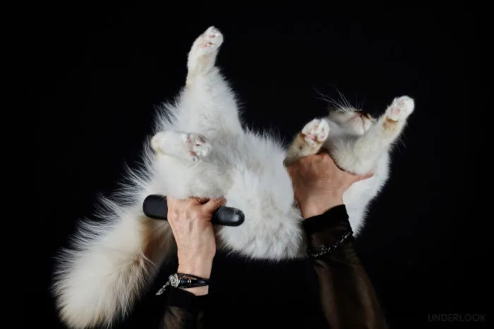 This Is How Cats Reacted To My 'Under-Cats' Project