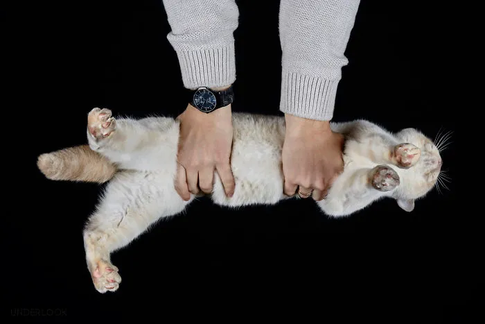 This Is How Cats Reacted To My 'Under-Cats' Project